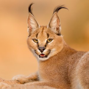 Türkiye’nin en tehlikeli hayvanları